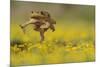 Cane Toad - Marine Toad - Giant Toad (Bufo Marinus) Adult Jumping-Rolf Nussbaumer-Mounted Photographic Print