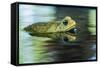 Cane Toad-Gary Carter-Framed Stretched Canvas