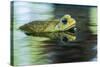 Cane Toad-Gary Carter-Stretched Canvas