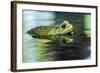 Cane Toad-Gary Carter-Framed Photographic Print