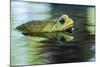 Cane Toad-Gary Carter-Mounted Photographic Print