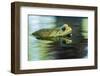 Cane Toad-Gary Carter-Framed Photographic Print