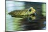 Cane Toad-Gary Carter-Mounted Photographic Print