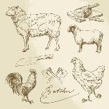 Domestic Animal Meat Diagrams - Hand Drawn Collection-canicula-Art Print