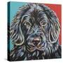 Canine Buddy I-Carolee Vitaletti-Stretched Canvas