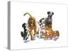 Canine Dogs-Wendy Edelson-Stretched Canvas