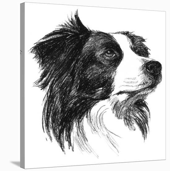 Canine Study I-Ethan Harper-Stretched Canvas