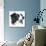 Canine Study I-Ethan Harper-Art Print displayed on a wall