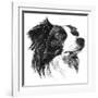 Canine Study I-Ethan Harper-Framed Art Print