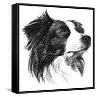 Canine Study I-Ethan Harper-Framed Stretched Canvas