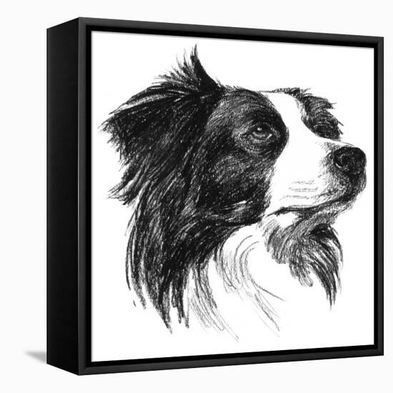 Canine Study I-Ethan Harper-Framed Stretched Canvas