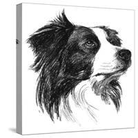 Canine Study I-Ethan Harper-Stretched Canvas