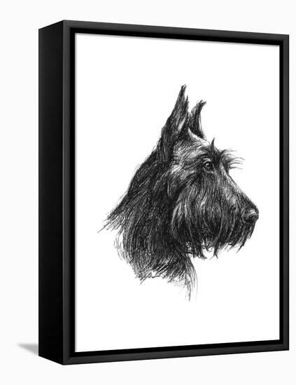 Canine Study II-Ethan Harper-Framed Stretched Canvas