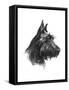 Canine Study II-Ethan Harper-Framed Stretched Canvas