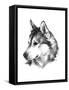 Canine Study III-Ethan Harper-Framed Stretched Canvas