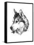 Canine Study III-Ethan Harper-Framed Stretched Canvas