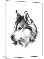 Canine Study III-Ethan Harper-Mounted Art Print