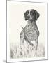 Canine - Watch-Hilary Armstrong-Mounted Limited Edition