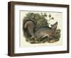 Canis (Vulpes) Virginianus (Grey Fox), Plate 21 from 'Quadrupeds of North America', Engraved by…-John James Audubon-Framed Giclee Print