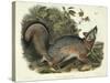 Canis (Vulpes) Virginianus (Grey Fox), Plate 21 from 'Quadrupeds of North America', Engraved by…-John James Audubon-Stretched Canvas