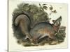 Canis (Vulpes) Virginianus (Grey Fox), Plate 21 from 'Quadrupeds of North America', Engraved by…-John James Audubon-Stretched Canvas