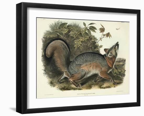 Canis (Vulpes) Virginianus (Grey Fox), Plate 21 from 'Quadrupeds of North America', Engraved by…-John James Audubon-Framed Giclee Print