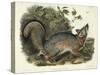 Canis (Vulpes) Virginianus (Grey Fox), Plate 21 from 'Quadrupeds of North America', Engraved by…-John James Audubon-Stretched Canvas