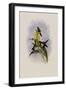 Canivet's Emerald, Chlorostilbon Caniveti-John Gould-Framed Giclee Print