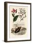 Canna, 1833-39-null-Framed Giclee Print