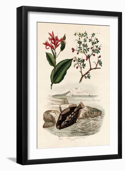 Canna, 1833-39-null-Framed Giclee Print