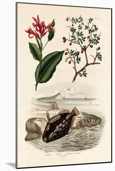 Canna, 1833-39-null-Mounted Giclee Print