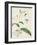 Canna and Dragonflies I-Vision Studio-Framed Art Print