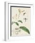 Canna and Dragonflies I-Vision Studio-Framed Art Print