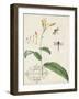 Canna and Dragonflies I-Vision Studio-Framed Art Print