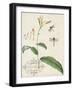 Canna and Dragonflies I-Vision Studio-Framed Art Print