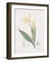 Canna Flaccida-Pierre Joseph Redoute-Framed Giclee Print