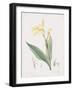 Canna Flaccida-Pierre Joseph Redoute-Framed Giclee Print