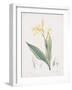 Canna Flaccida-Pierre Joseph Redoute-Framed Giclee Print