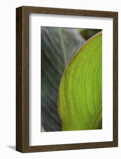 Canna leaf close-up-Anna Miller-Framed Photographic Print