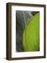 Canna leaf close-up-Anna Miller-Framed Photographic Print