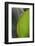 Canna leaf close-up-Anna Miller-Framed Photographic Print