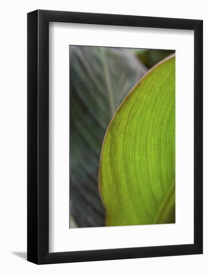 Canna leaf close-up-Anna Miller-Framed Photographic Print