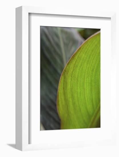 Canna leaf close-up-Anna Miller-Framed Photographic Print