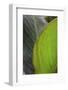 Canna leaf close-up-Anna Miller-Framed Photographic Print