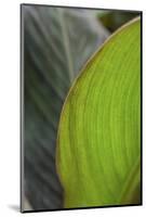 Canna leaf close-up-Anna Miller-Mounted Photographic Print