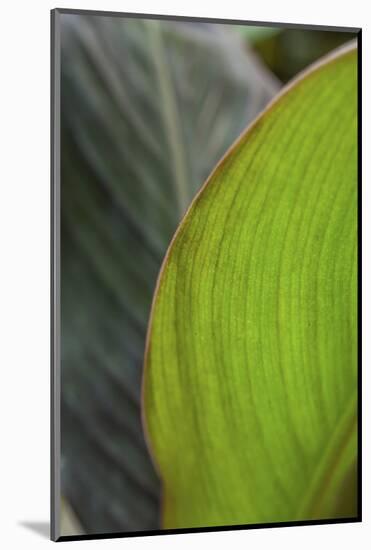 Canna leaf close-up-Anna Miller-Mounted Photographic Print