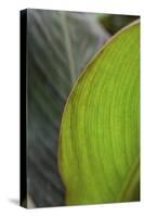 Canna leaf close-up-Anna Miller-Stretched Canvas