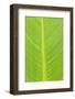 Canna leaf, Marion County, Illinois-Richard & Susan Day-Framed Photographic Print