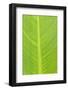 Canna leaf, Marion County, Illinois-Richard & Susan Day-Framed Photographic Print