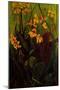 Canna Lily-jocasta shakespeare-Mounted Giclee Print